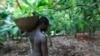 FILE - Farmer Issiaka Ouedraogo walks amongst cocoa trees on a farm outside the village of Fangolo, near Duekoue, Ivory Coast, May 31, 2011.