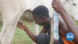 Nigeria's Plan For Cattle Herders Triggers Some Negative Reactions
