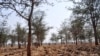 Mature Masangu trees enhance the soil on Zambian farms