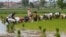 Farmers plant rice in Samroang Teav village on the outskirts of Phnom Penh, Cambodia, Aug. 23, 2015. 