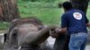 A veterinarian from the Four Paws organization offers comfort to an elephant named Kaavan prior to his examination at the Maragzar Zoo in Islamabad, Pakistan, Sept. 4, 2020.