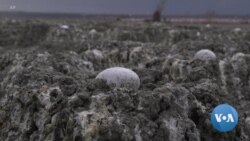 Operation Rescue Airlifts Baby Flamingos Facing Drought in South Africa