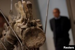 A part of the fossilized tail of a sauropod of the Atlasaurus imelakei species is pictured at the lobby of the BBVA Bancomer tower in Mexico City, Mexico, Jan. 16, 2018.