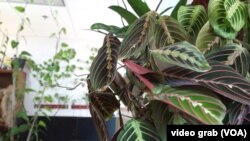 Kada sam bio na razgovoru za posao pitali su me po čemu ću im biti prepoznatljiv… Po biljkama – odgovorio sam: Vladan Nikolić