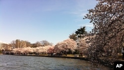 潮汐湖畔的樱花盛开