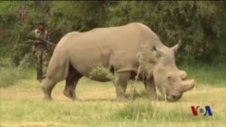 2016年，动物保护的喜与忧