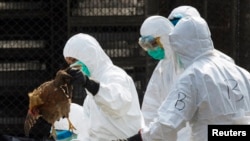 FILE - A health worker removes a dead chicken at a wholesale poultry market in Hong Kong after H7N9 bird flu virus had been found in chicken from Guangdong province, Jan. 28, 2014.