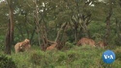 Kenya Has Lost 40 Percent of its Giraffe Population in 30 Years