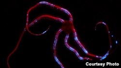 An example of bioluminescence: light emitted from a deep sea brittle star (Credit: Sonke Johnsen)
