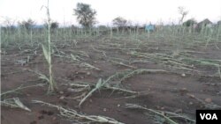 El Nino is expected to affect counties like Zimbabwe. (Photo: COMALISA - Coalition for Market and Liberal Solutions, Zimbabwe)