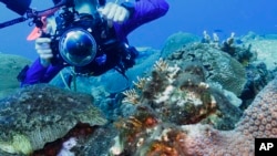 Andy Lewis positions to photograph brain coral at the Flower Garden Banks National Marine Sanctuary, off the coast of Galveston, Texas, Friday, Sept. 15, 2023. (AP Photo/LM Otero)