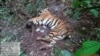 Seekor harimau Sumatra yang ditemukan mati karena terjerat di dalam kawasan hutan tanaman industri di Provinsi Riau, Senin 18 Mei 2020. (Foto: BBKSDA Riau)
