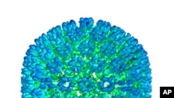 This image provided by US Department of Health and Human Services shows an illustration of the outer coating of the Epstein-Barr virus, one of the world’s most common viruses. 