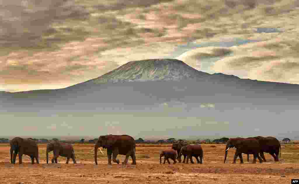 Kawanan gajah tampak di depan Gunung Kilimanjaro di taman nasional Amboseli, Kenya.