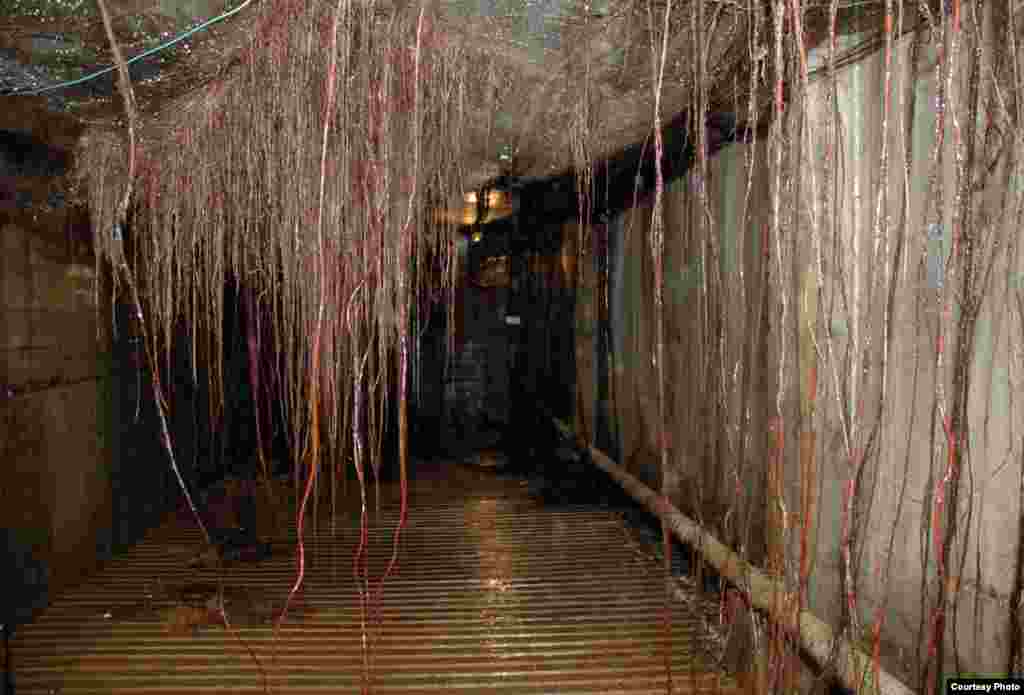 The roots of plants grow through holes in the ceiling in the Sarah Racine Root laboratory giving visitors the sensation of life underground. (Tel Aviv University Botanical Garden)