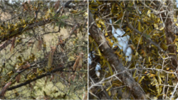 ሚ/ሕርሻ ኤርትራ ተርእዮ ኣንበጣ ምድረበዳ ንምምካት ህዝቢ ከባቢኡ ብንቕሓት ክከታተል ጸዊዑ