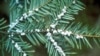 FILE - Undated file photo provided by the U.S. Forest Service shows egg masses of the hemlock woolly adelgid. Scientists say climate change is a contributing factor. 