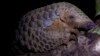 Cameroon is trying to end widespread pangolin poaching.