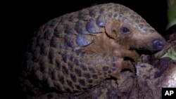Cameroon is trying to end widespread pangolin poaching.