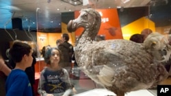 پەیکەرێکی دروستکراوەی باڵندەی دۆدۆ لە مۆزەخانەی ئەمەریکا بۆ مێژووی سروشت لە شاری نیویۆرک. دواین باڵندەی دۆدۆ لە ساڵی 1662 تۆمارکراوە.