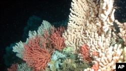 افزایش میزان اسید آب اقیانوس ها