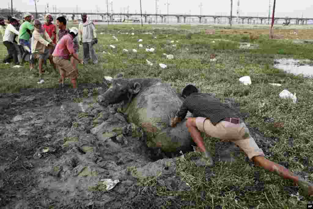 Warga setempat berusaha menyelamatkan seekor kerbau yang terjebak dalam lumpur di kota Allahabad, India.