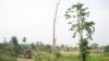 Degraded forest landscape in the Offinso District, Ghana. The original high forest cover has been modified through over-exploitation of wood resources, agriculture activities, and establishment of human settlements. (Photo by Ernest Foli/FORNESSA)