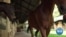 Ugandans Embrace Equestrian Sports