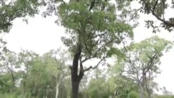 የሼ ቅቤ "የሴቶች ወርቅ" በአይቮሪኮስት