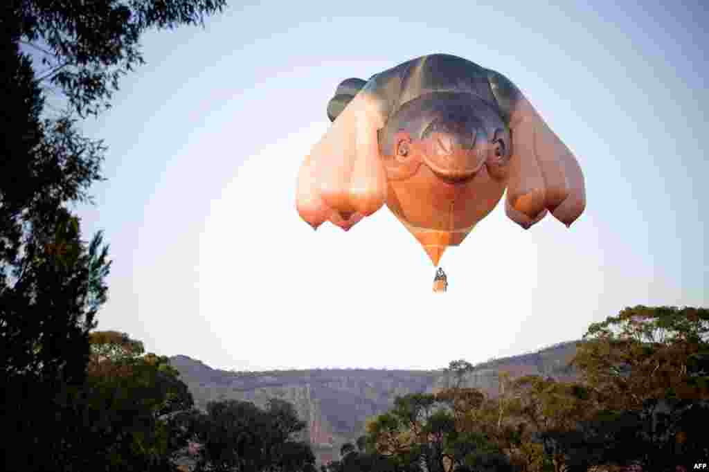 Balon udara Skywhale, dengan panjang 34m, dan tinggi 23m yang dibuat oleh seniman internasional terkenal Patricia Piccinini, terlihat dalam uji coba penerbangan di Gunung Arapiles di selatan negara bagian Australia, Victoria. Dibuat untuk Peringatan 100 Tahun Canberra, Skywhale setidaknya dua kali lebih besar dari standar balon udara dengan berat setengah ton dan menggunakan kain sepanjang lebih dari 3,5 km.(Ho/Centenary of Canberra/Mark Chew/www.markchew.com.au photo)