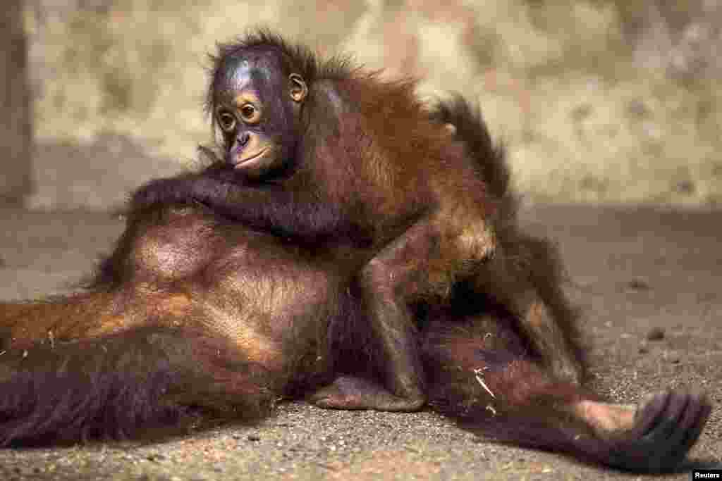 A two-year-old orangutan hugs its mother, who is recovering after a health examination at Kao Pratubchang Conservation Center in Ratchaburi, Thailand, Aug. 27, 2015.