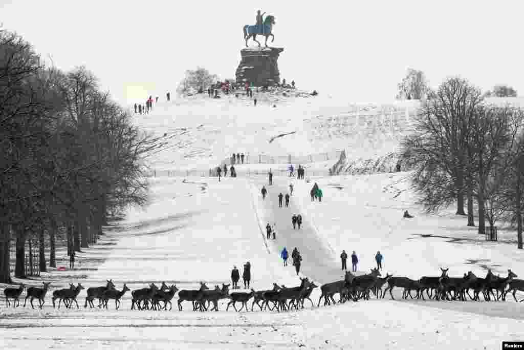 Kawanan rusa berjalan melewati salju di kota Windsor, Inggris 24 Januari 2021. (Foto: Toby Melville / Reuters)&nbsp;