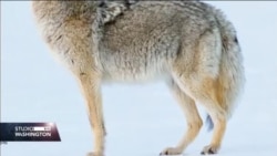 BiH: Etnička prava nadvladala su ljudska prava građana