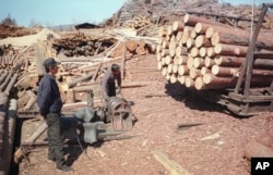러시아 극동 아무르주 자린그라의 제재소에서 북한 벌목공들이 일하고 있다.