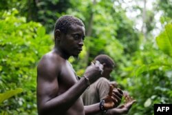A Pygmy man from the Bagyeli tribe shows plants used for the traditional treatment of malaria, May 26, 2017 in the Kribi region of Cameroon.