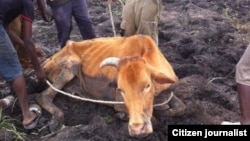 Perrential droughts and poor farming methods have devastated the national herd over the years in Zimbabwe.