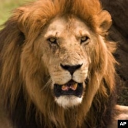 Kenyan Lion