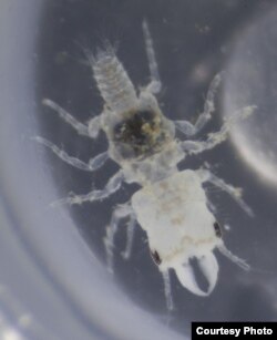 As adults, male Gnathia marleyi don’t eat, they just mate and die. (Credit: John Artim)