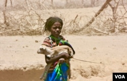 Intala Karrayyuu--footoo tana Roobaa Bulgaatti kaasee VOA kenne