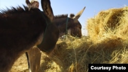 像马谢勒这样通常是穷困的南非农民说道，自己被迫贱卖珍贵的驴子或是面临驴子被窃贼偷走。由于中国市场对驴子各部位的需求日益增加，窃贼们亟于满足这些需求。(美国之音卡西姆拍摄)
