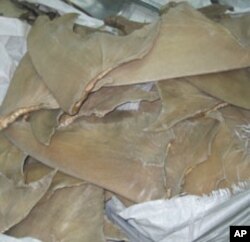 It is estimated that millions of sharks are killed each year solely for their fins.