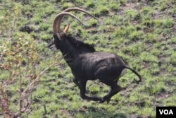 Palanca Negra na Reserva Natural da Cangandala
