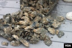 养殖成熟了的牡蛎 （VOA卫视袁美拍摄）