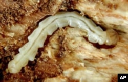 The Emerald Ash Borer threatens to destroy the White Ash trees sluggers are traditionally made from.