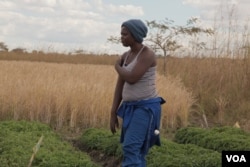 Rose Chisowa inspecting her nursery of tomatoes at her garden. (L. Masina/VOA)