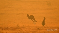 Wutar Daji A Australia