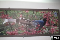 吴先生拍的蓝鹊照片