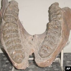 بلوچستان میں کروڑوں سال پرانی حیات کے آثار