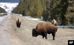 미국 몬태나주 웨스트 옐로우스톤 인근 고속도로를 따라 들소가 풀을 뜯고 있다.