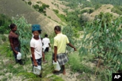 Villagers water trees on a volunteer work day.